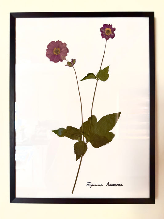 Pressed Flower Frame - Japanese Anemone I
