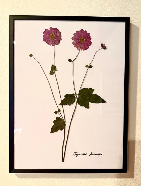 Pressed Flower Frame - Japanese Anemone II