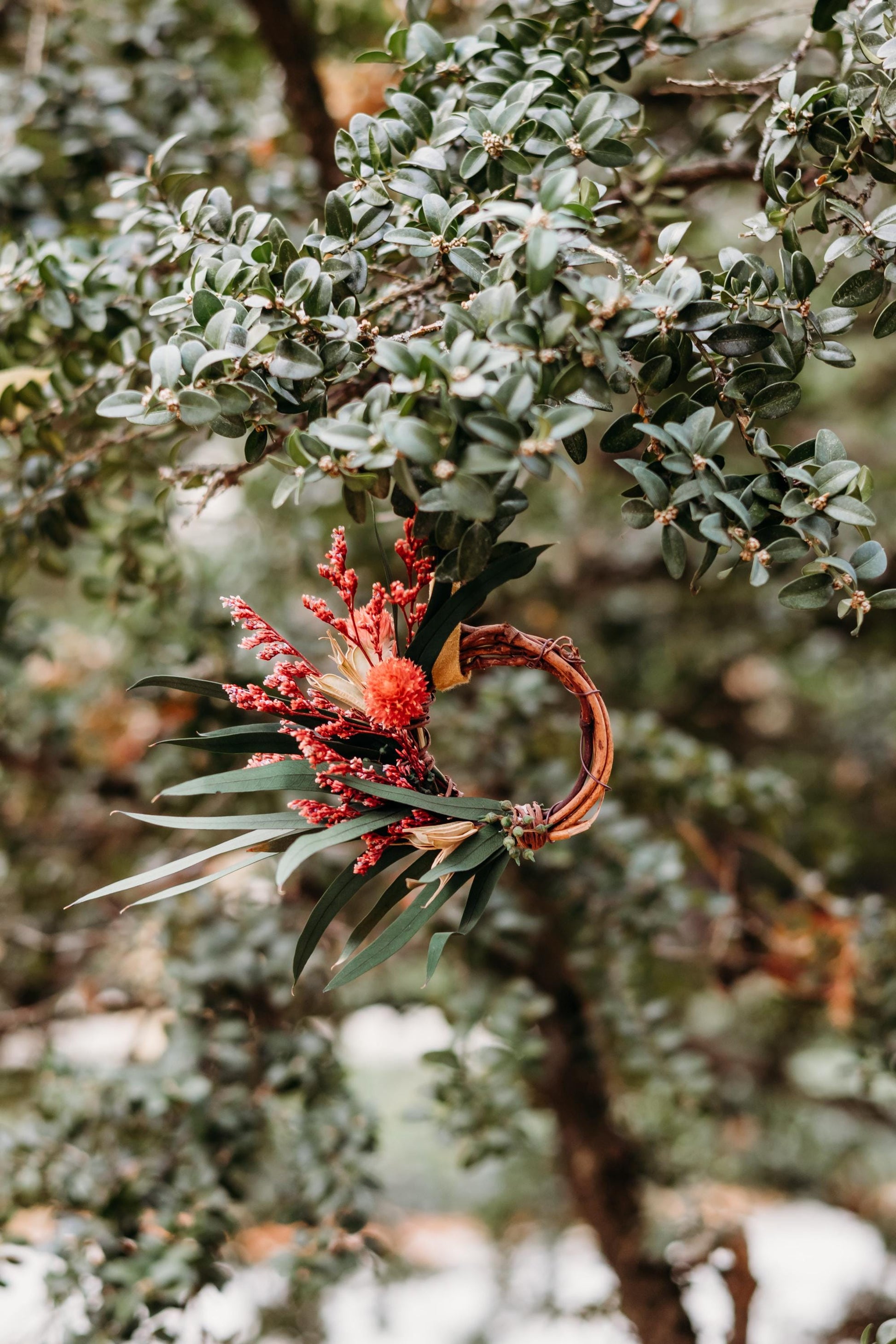 Cassiopeia Wreath Ornament - Preserved seeded eucalyptus, globe amaranth, caspia and nigella wrapped around a grapevine base wreath; hung by a gold color velvet ribbon.
